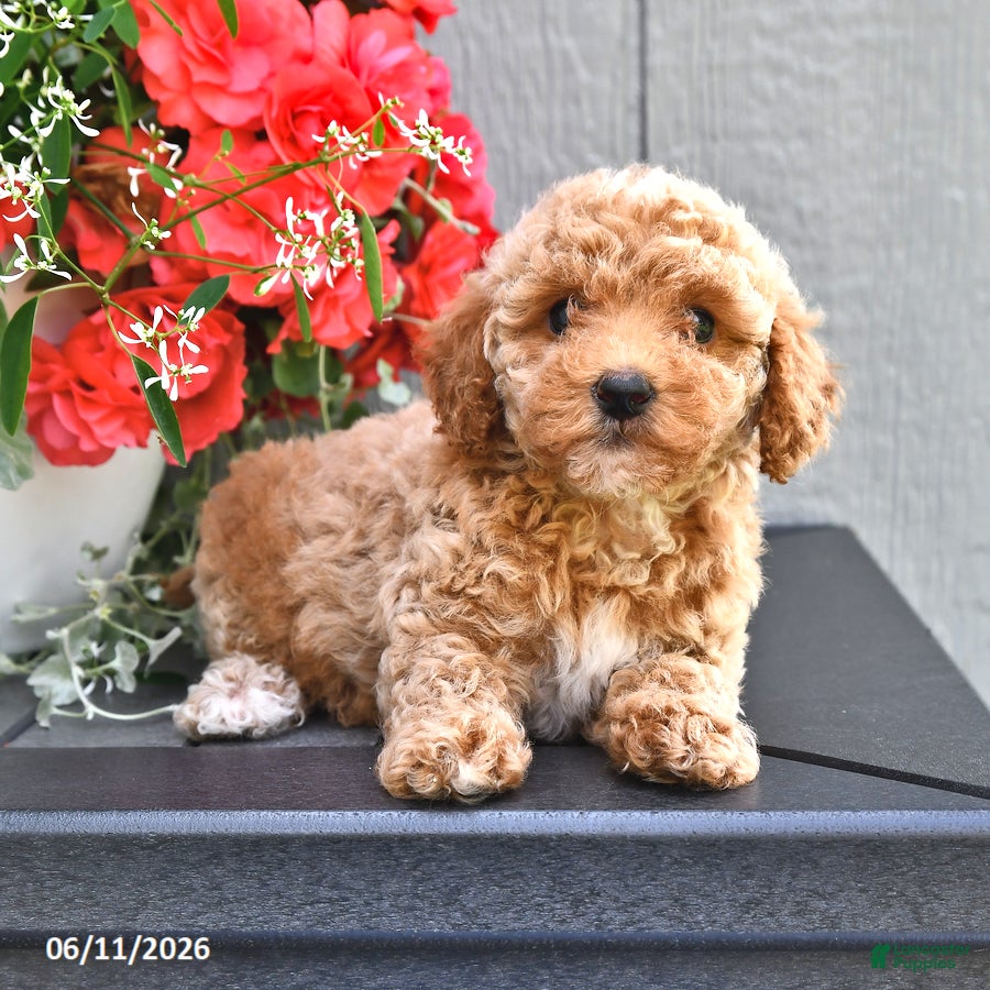 Miniature Poodle dogs Sage - Ad 1