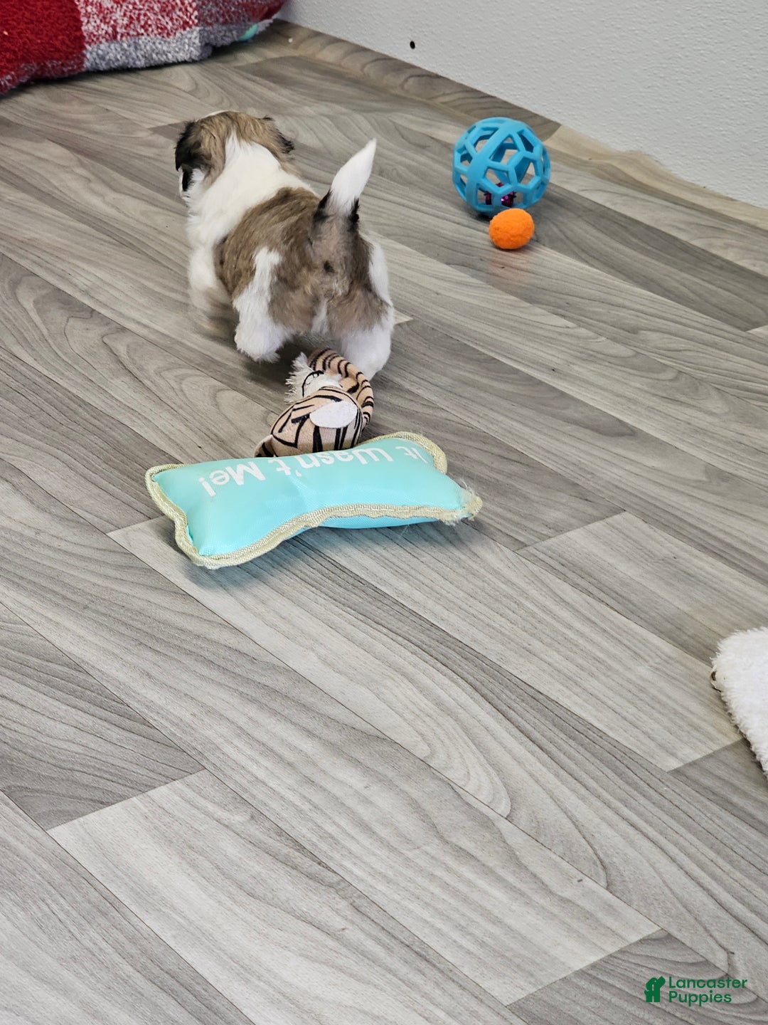 Shih Tzu dogs for sale: Chester Ckc - Ad 15