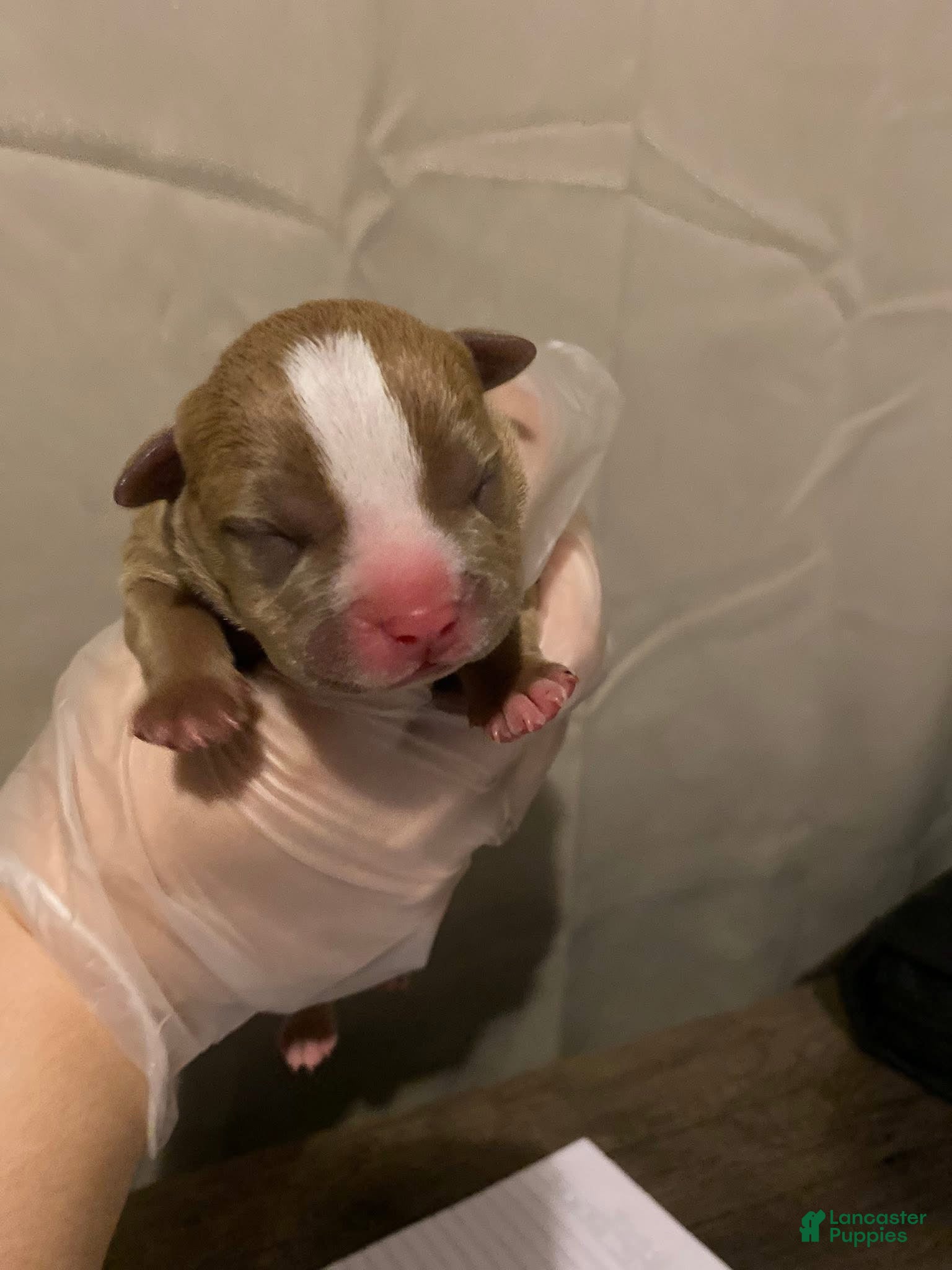 American Bully dogs Chanel - Ad 33