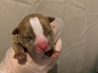 American Bully dogs Chanel - Ad 6