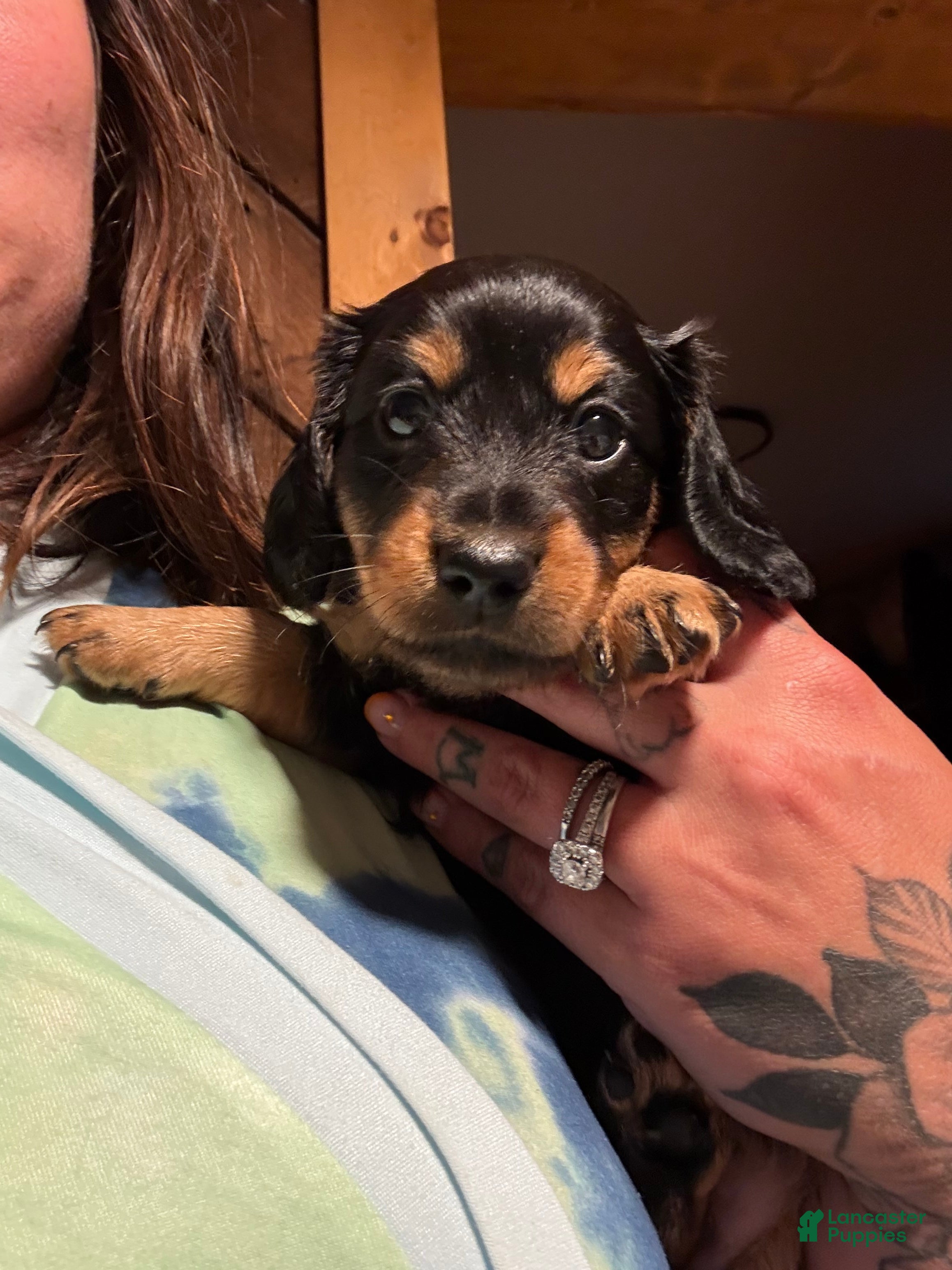 Miniature Dachshund dogs Goldie - Ad 1