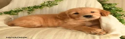 Golden Retriever dogs for sale: Calvin - Ad 3