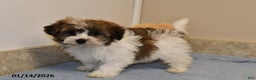 Havanese dogs for sale: Ajax - Ad 4