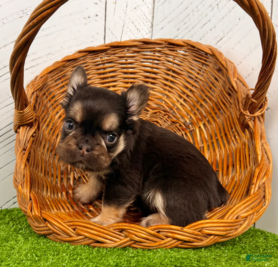 French Bulldog dogs for sale: Kenny - Ad 4