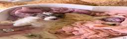 Cockapoo dogs for sale: Kylie - Ad 5