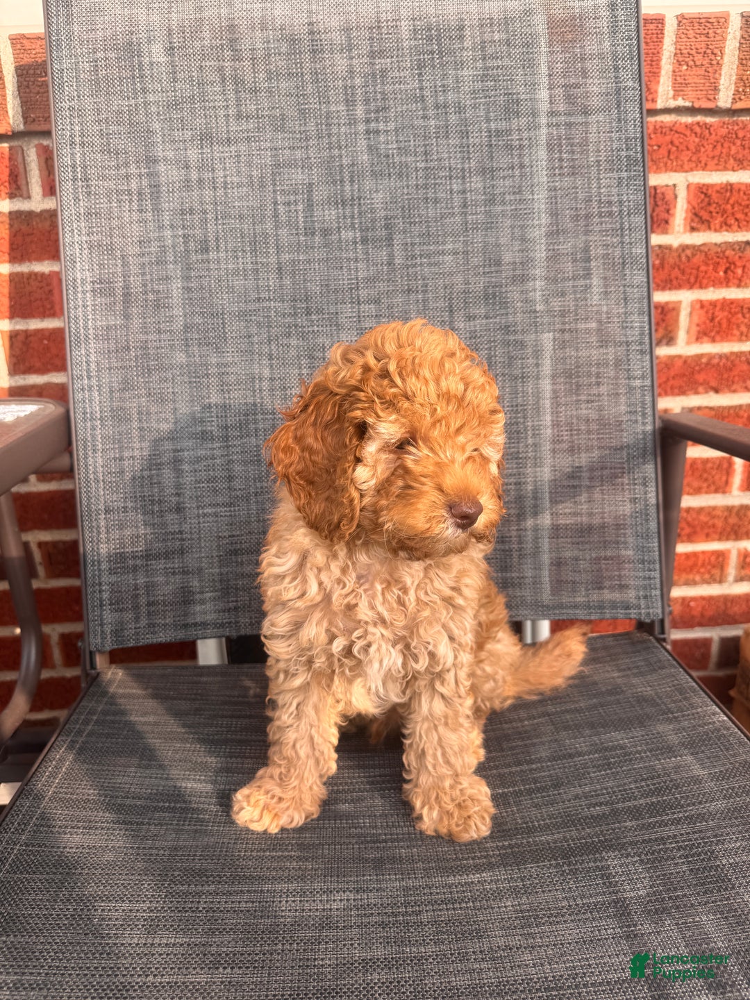 Toy Poodle dogs for sale: Rainer  - Ad 2