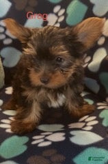 Yorkshire Terrier dogs for sale: Greg Male - Ad 4