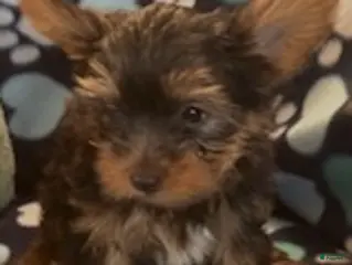 Yorkshire Terrier dogs for sale: Greg Male - Ad 4