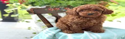 Miniature Poodle dogs for sale: Teddy - Ad 11