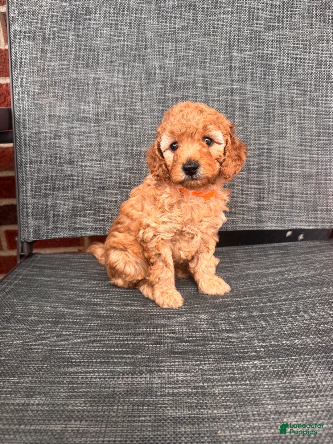 Toy Poodle dogs for sale: Angelina  - Ad 1