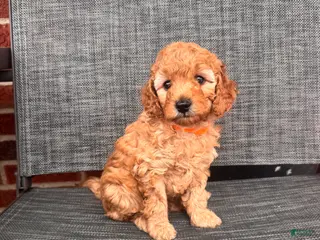 Toy Poodle dogs Angelina - Ad 3