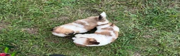Shih Tzu dogs for sale: Shih Tzu 1 - Ad 4