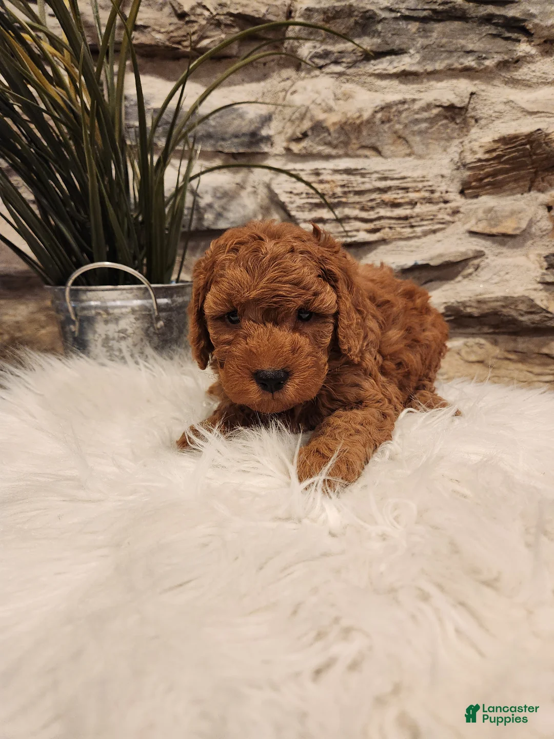 Mini Goldendoodle dogs for sale: BAXTER - Mini Goldendoodle Puppy 4 - Ad 1
