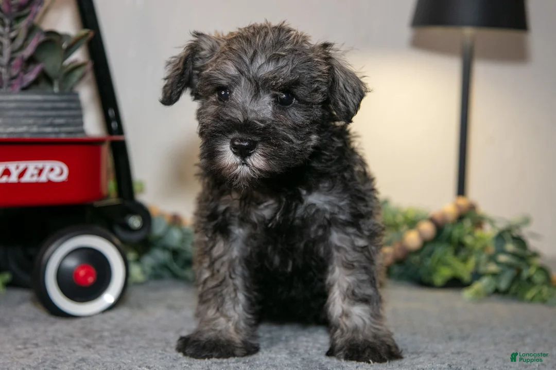 Miniature Schnauzer dogs for sale: Riley - Ad 1