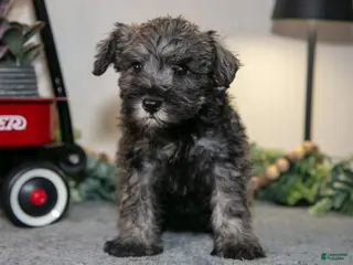 Miniature Schnauzer dogs for sale: Riley - Ad 3
