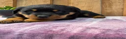 Rottweiler dogs for sale: Titan - Ad 3