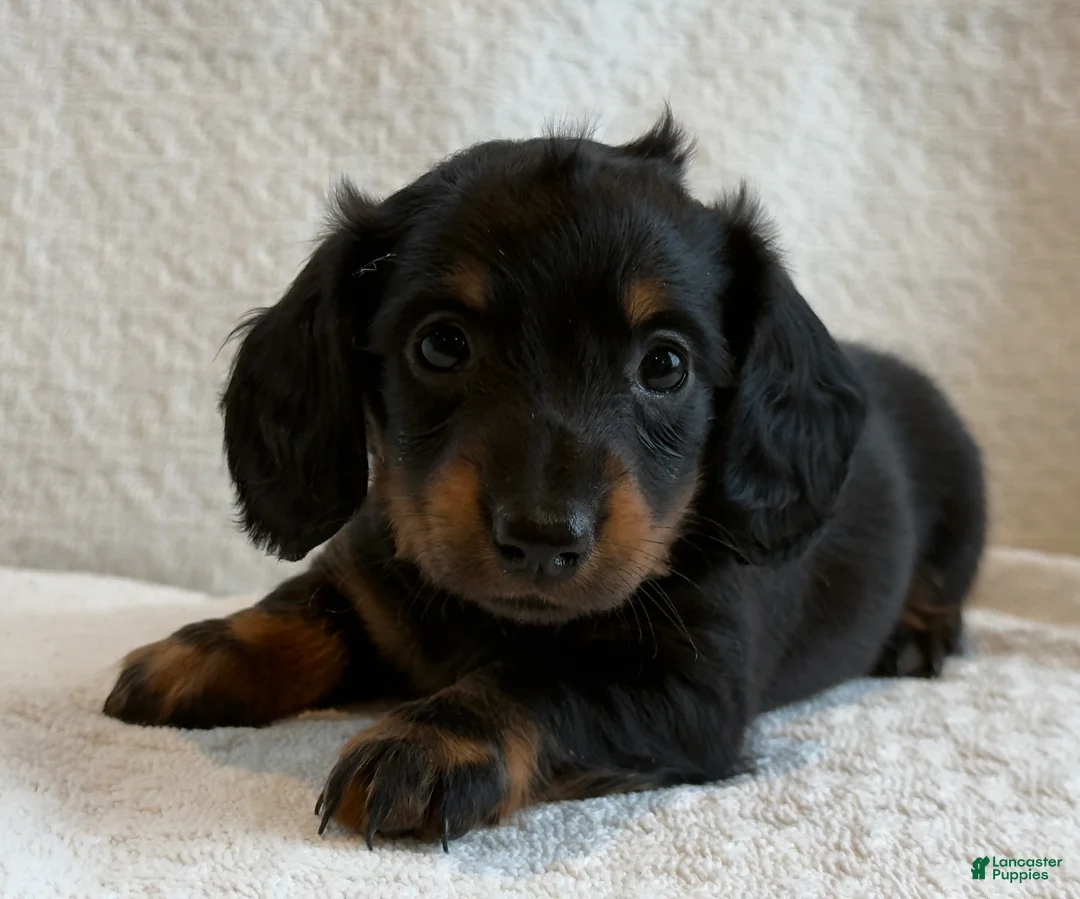 Miniature Dachshund dogs for sale: Amber - Ad 2