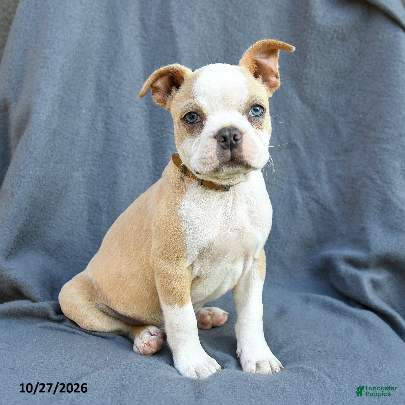 Boston Terrier dogs for sale: Simba - Ad 1