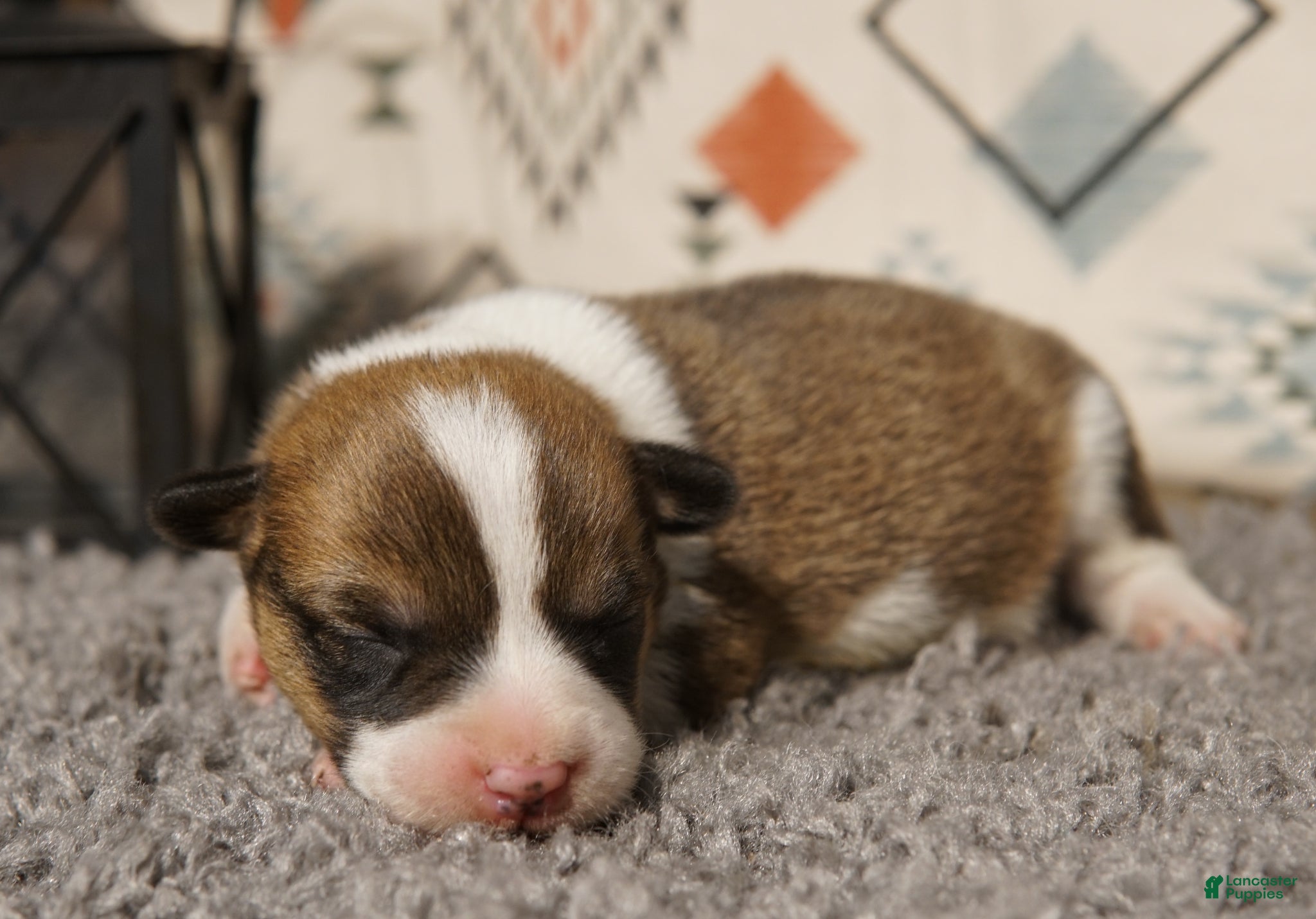 Welsh Corgi Pembroke dogs Loki - Ad 21