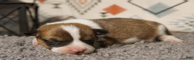 Loki