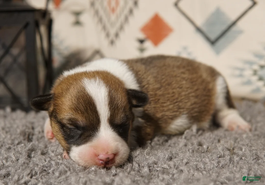 Welsh Corgi Pembroke dogs for sale: Loki - Ad 1
