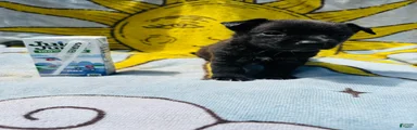 Chihuahua 2