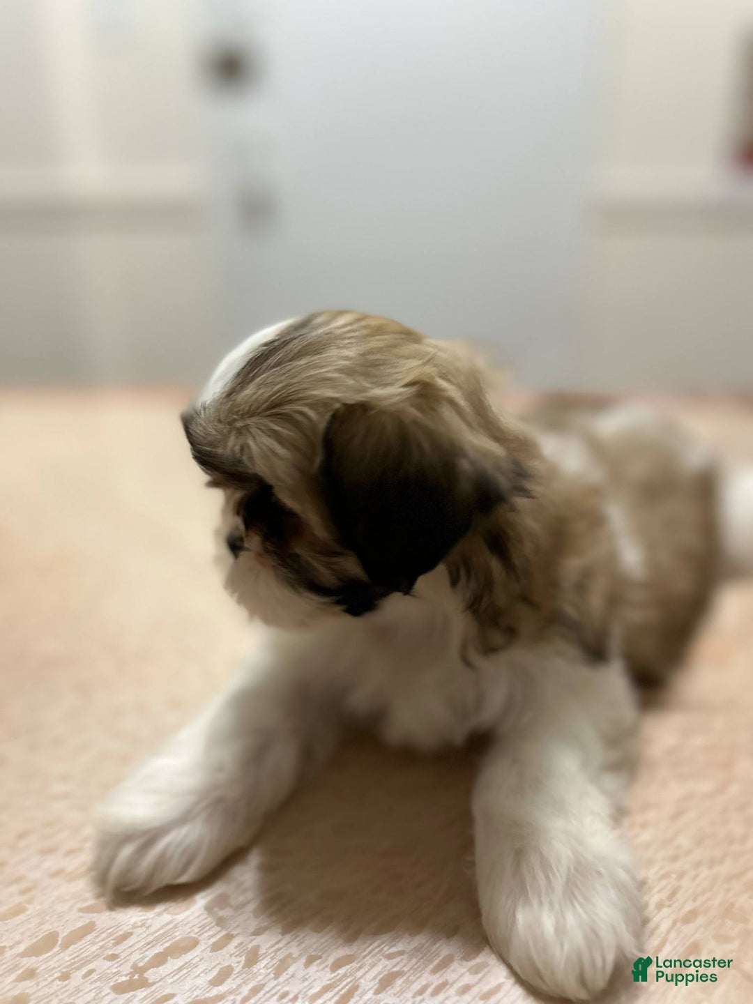 Shih Tzu dogs for sale: Isabella - Ad 2