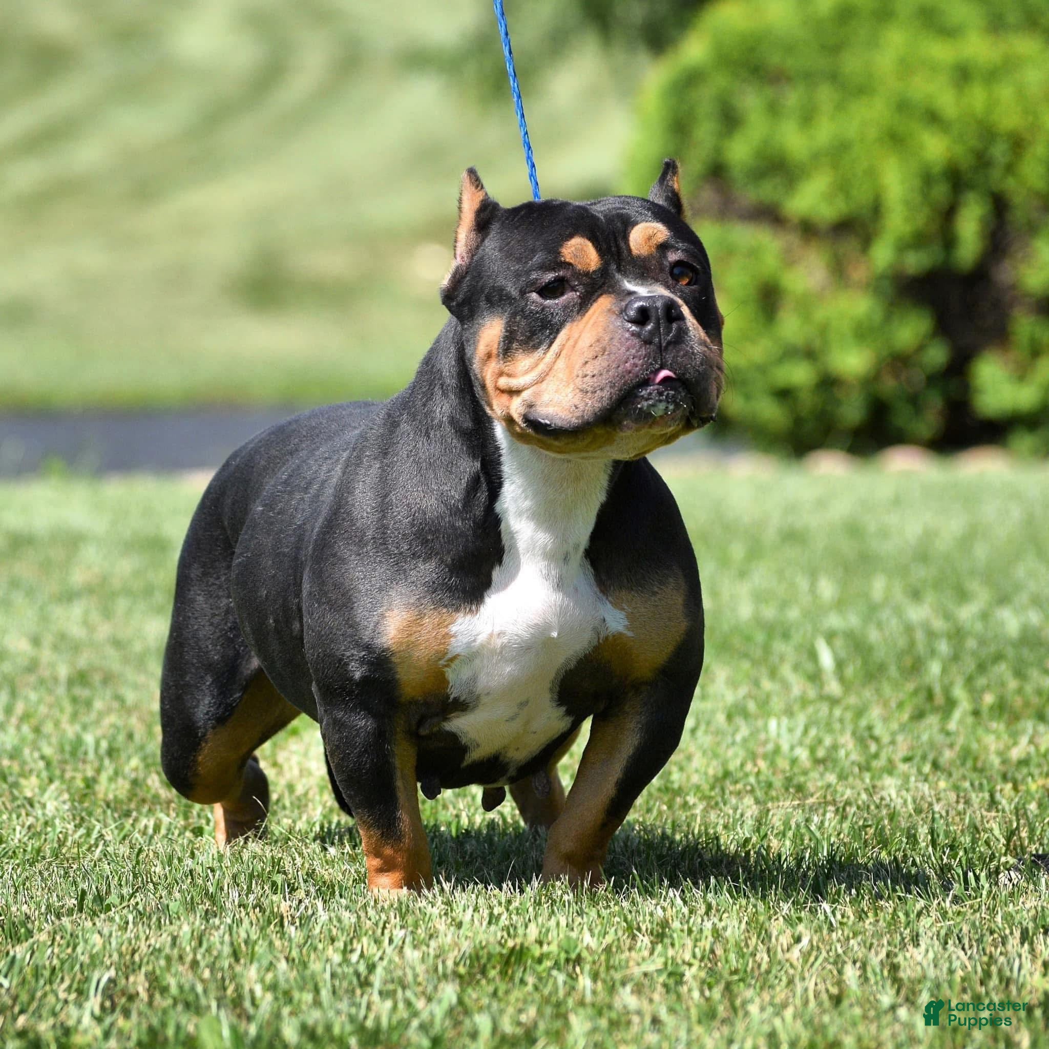 American Bully dogs American Bully Puppy 2 - Ad 2