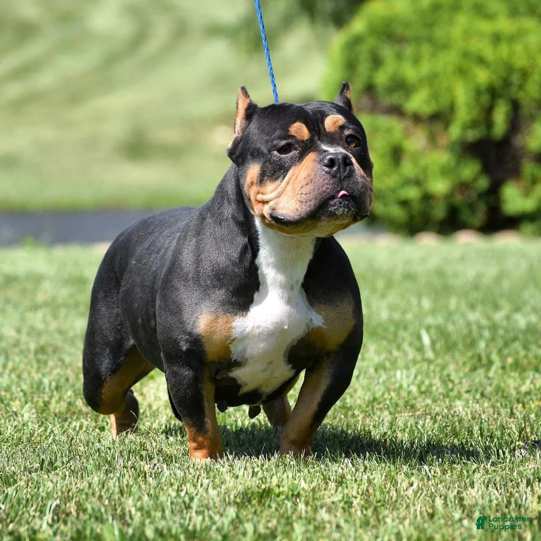 American Bully dogs for sale: American Bully Puppy 2 - Ad 2