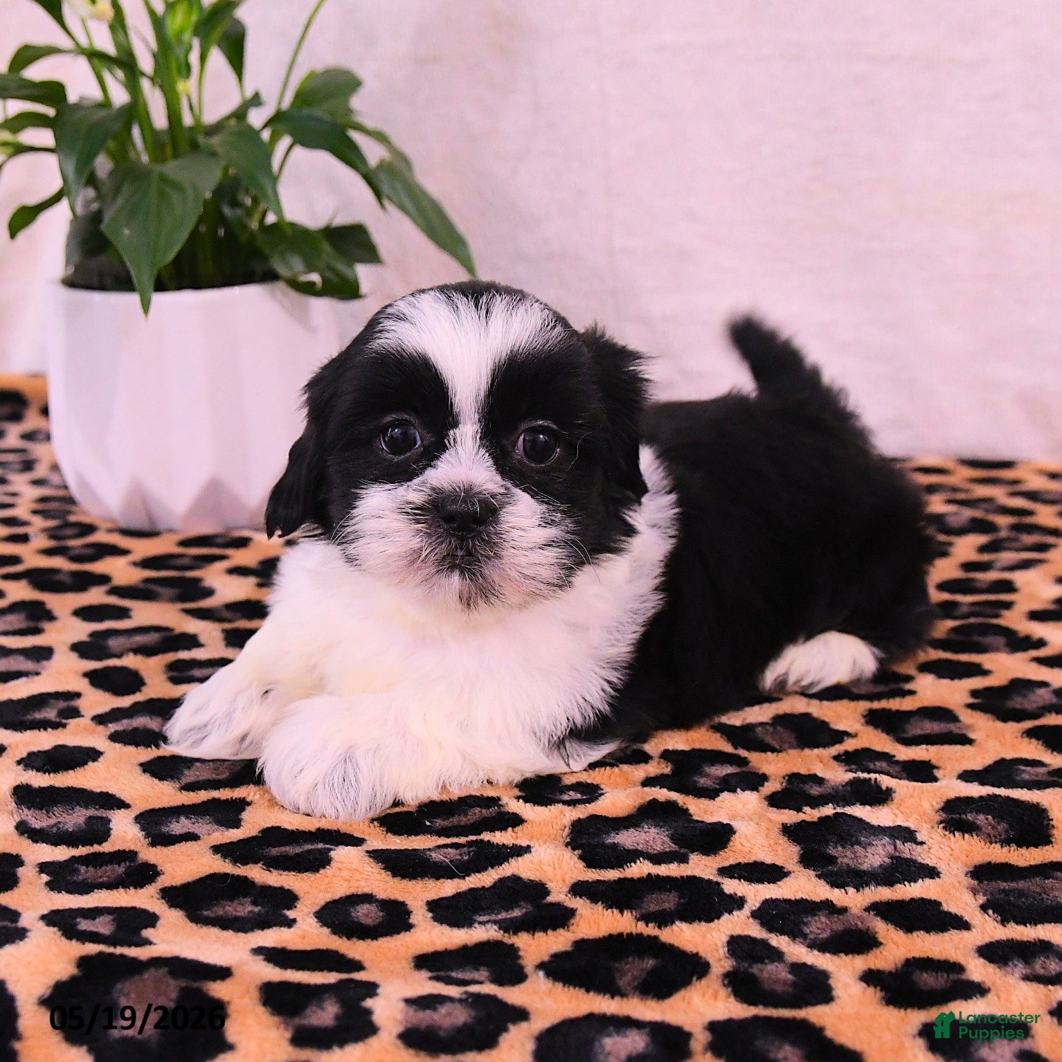 Shih Tzu dogs Stormi - Ad 1