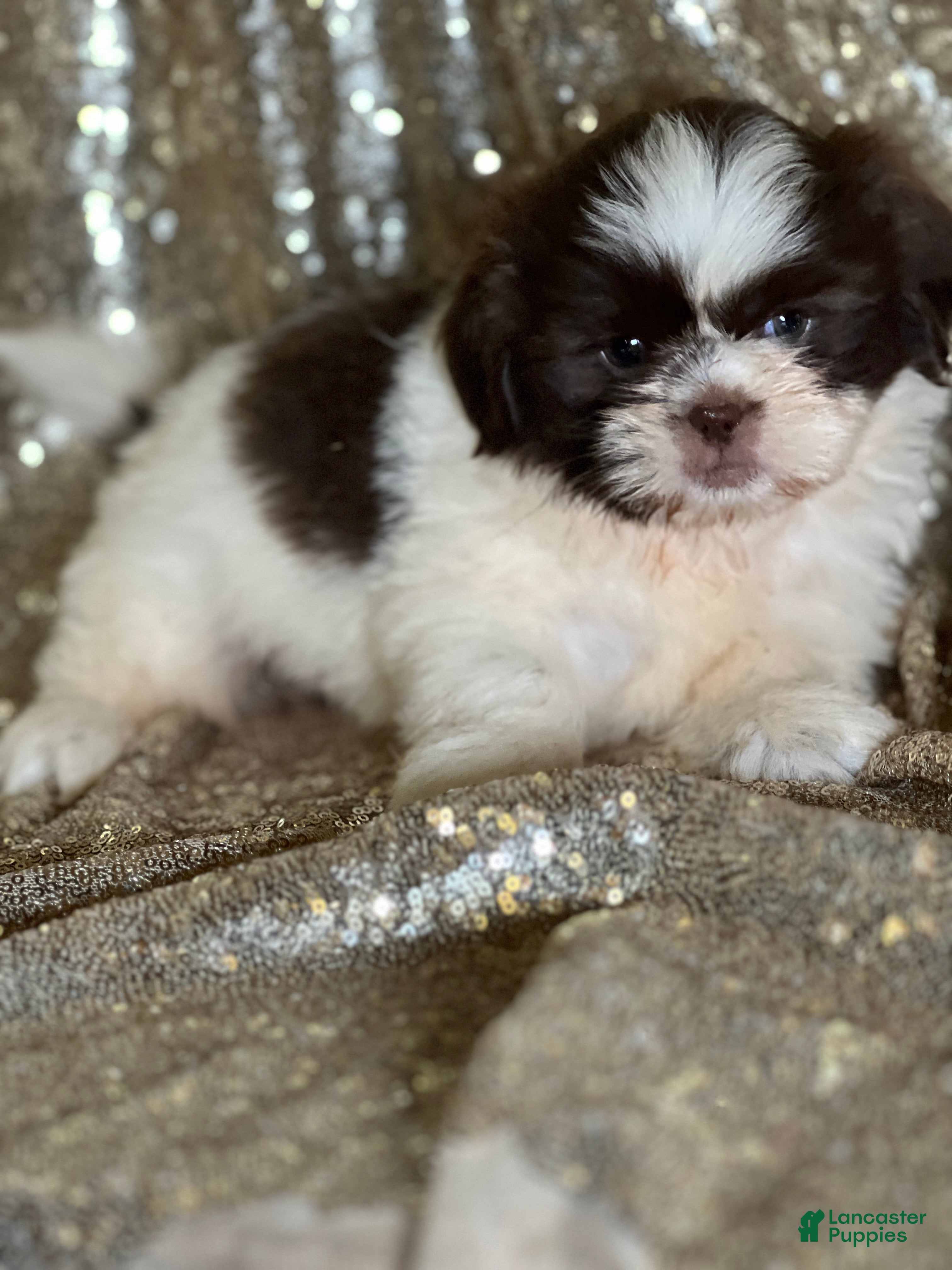 Shih Tzu dogs Cream - Ad 2