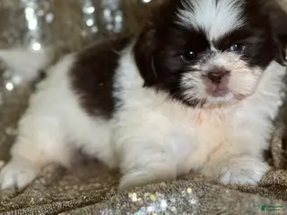 Shih Tzu dogs Cream - Ad 2