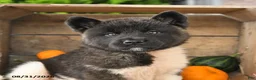 Akita dogs for sale: Nora - Ad 4