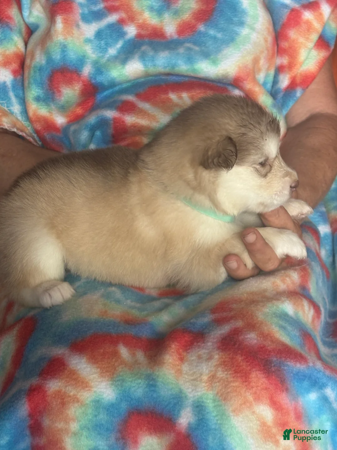 Alaskan Malamute dogs for sale: Alaskan Malamute 6 - Ad 1