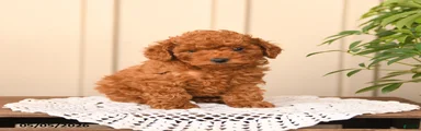 Teddy