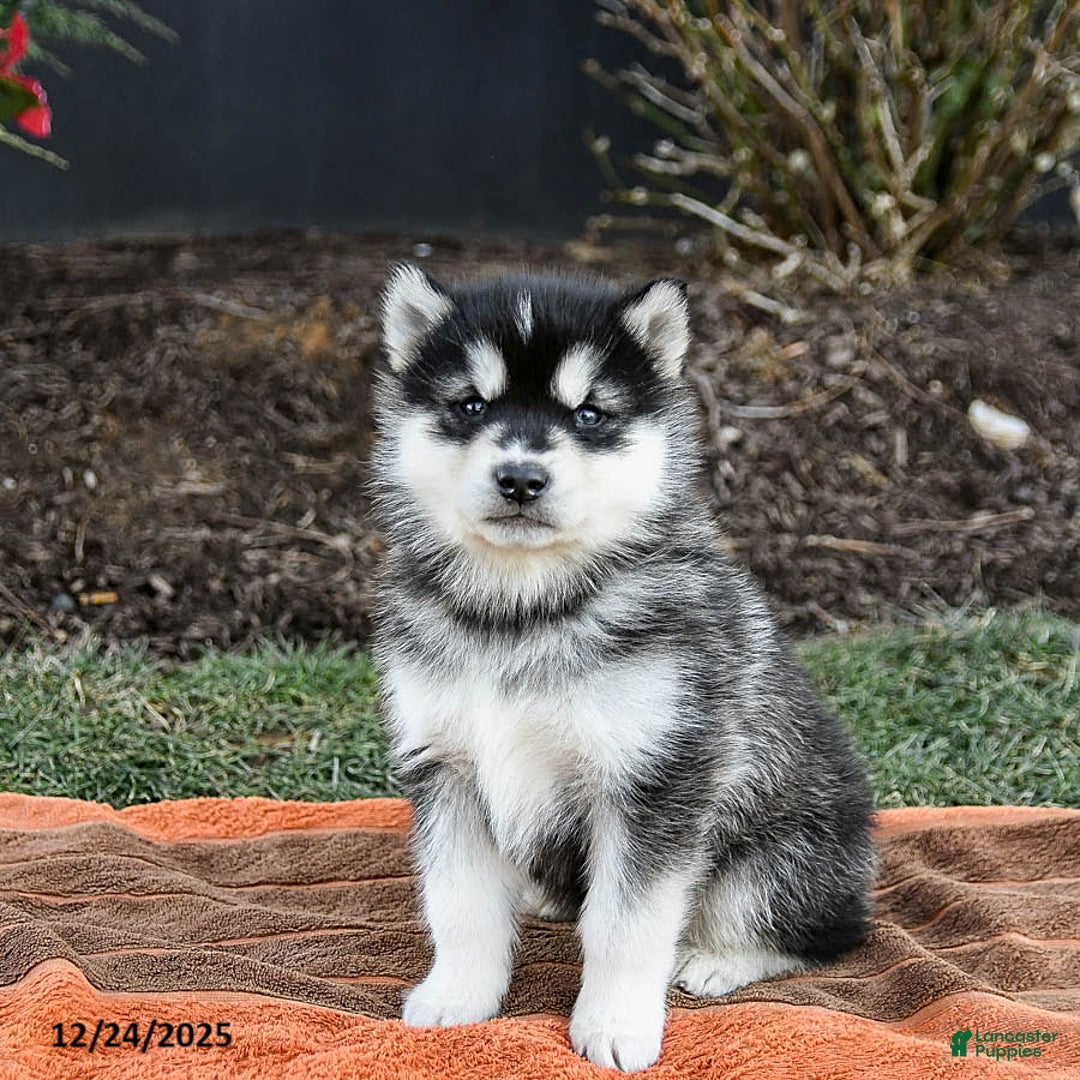 Alaskan Malamute dogs for sale: Josie - Ad 2