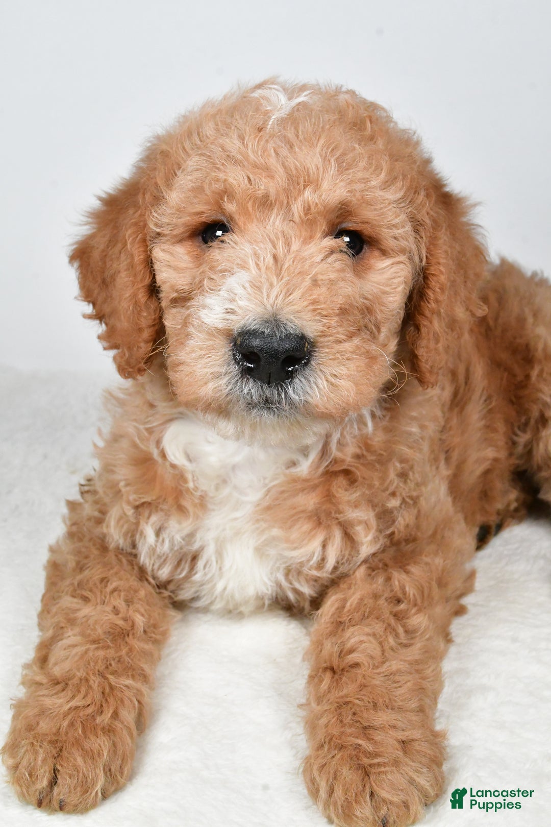 Labradoodle dogs for sale: Nitro - Ad 6