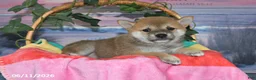Shiba Inu dogs for sale: Charlotte - Ad 4