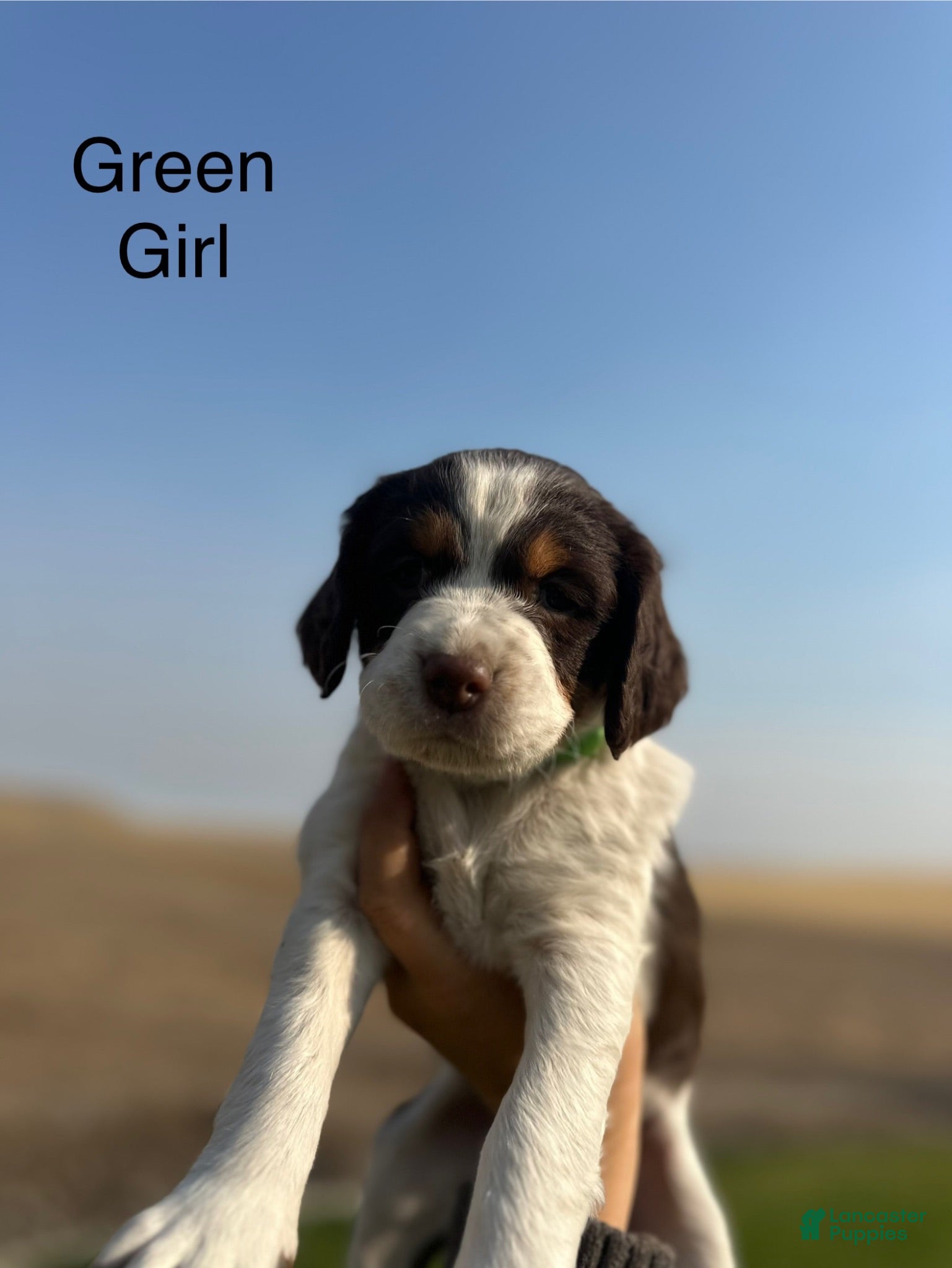 Mixed Breed dogs Mixed Breed 5 - Ad 30