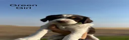 Mixed Breed dogs for sale: Mixed Breed 5 - Ad 1