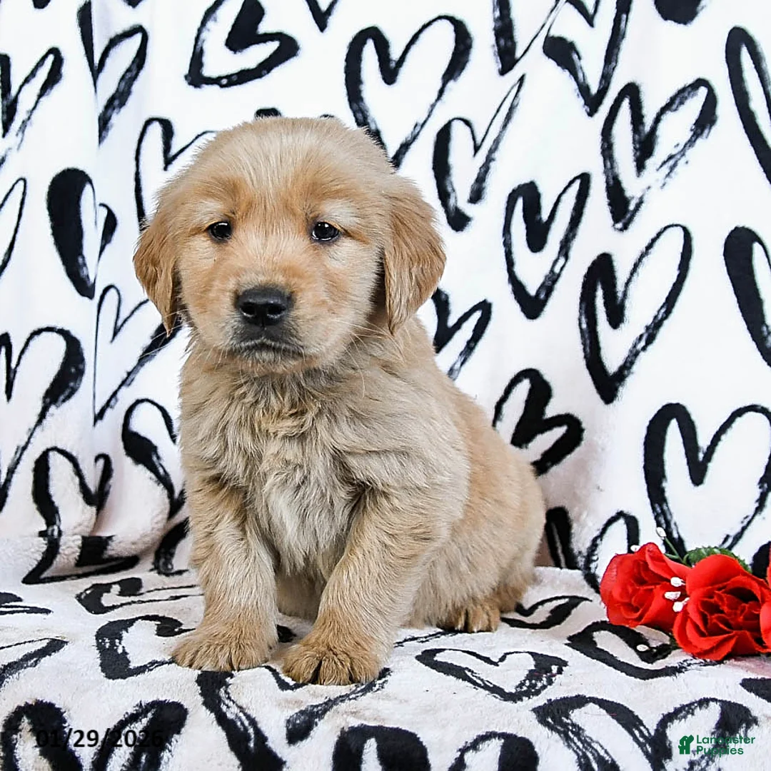 Golden Retriever dogs for sale: Laker - Ad 2