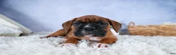 Boxer dogs for sale: Sarge  - Ad 20