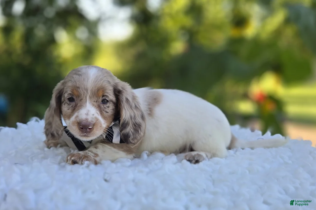 Miniature Dachshund dogs for sale: Dreamer - Ad 1