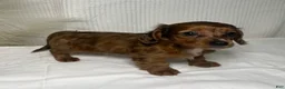 Miniature Dachshund dogs for sale: Tula  - Ad 4