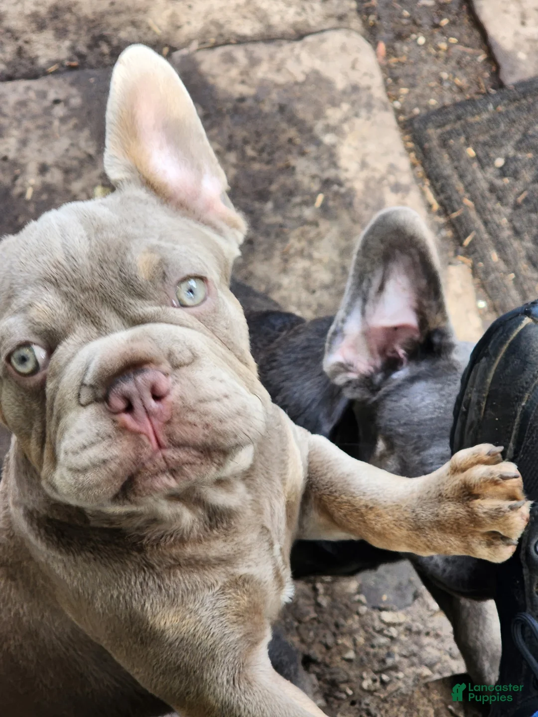 French Bulldog dogs for sale: French Bulldog Puppy 2 - Ad 2
