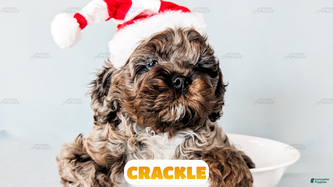 Cockapoo dogs for sale: Crackle - Ad 10