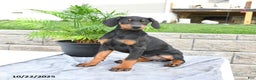 Doberman Pinscher dogs for sale: Flora   - Ad 8