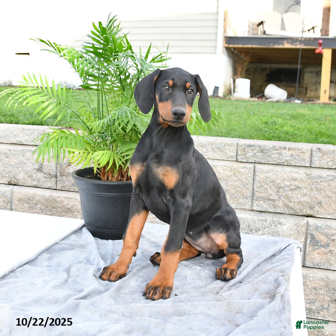 Doberman Pinscher dogs for sale: Flora   - Ad 8