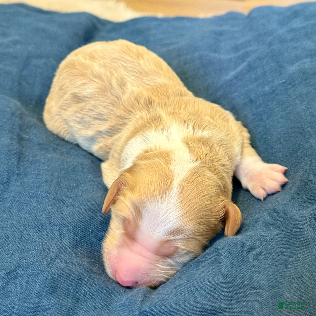 Bernedoodle dogs for sale: Autumn - Ad 1