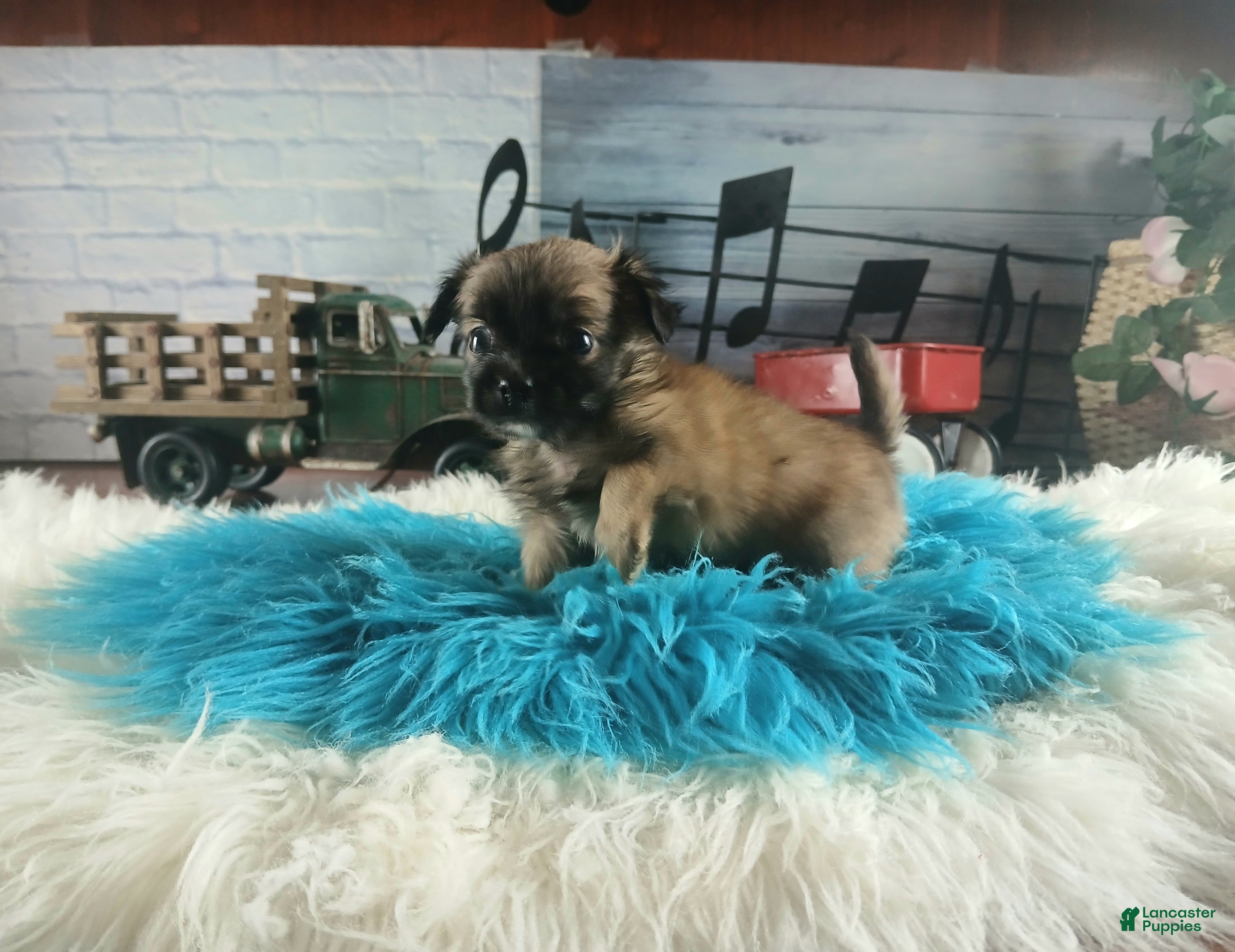 Chihuahua dogs Micro teacup long hair chihuahua.  Hand Delivery  - Ad 13